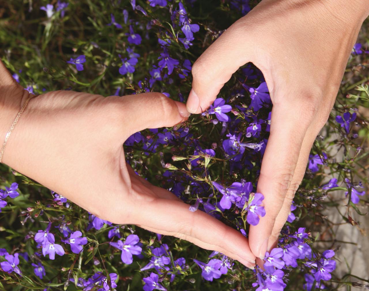 Captivating image of hands forming a heart shape over vibrant purple flowers, symbolizing love and nature's beauty.